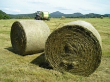 Rostlinářství