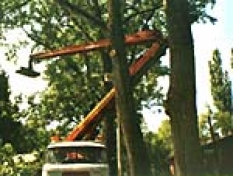 Kácení a prořezávání stromů
