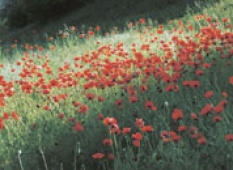Výtvarná fotografia