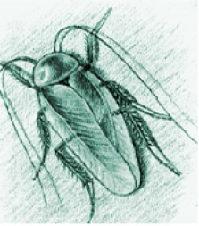 Dezinsekcia