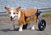 invalidní vozík pro psy