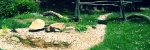 A photo of a fox
