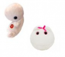 Embryo a vajíčko