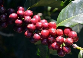 Colombia - Cup of excellence