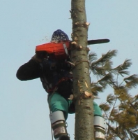 kácení