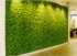 Zelené stěny a vertikální zahrady
