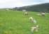 Chov ovcí a prodej jehňat