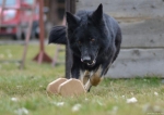 A photo of a fox