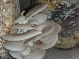 Sušené houby