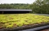 Systém pro zelené střechy FATRA GREEN ROOF