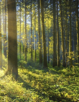 Výkup dřeva a lesních porostů
