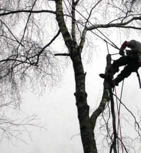 Kácení a prořezávání stromů