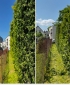 /držba zahrady, rizikové kácení, výškové práce