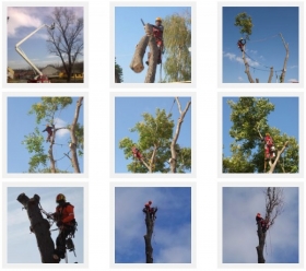 Rizikové kácení stromů (arboristika), péče o stromy.