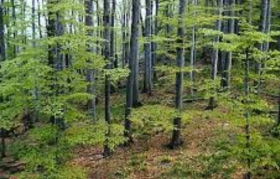 Lesnické služby, stavební řezivo, palivové dřevo