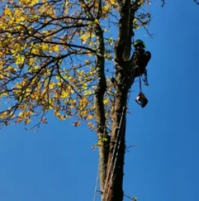 Profesionální péče o stromy a zeleň