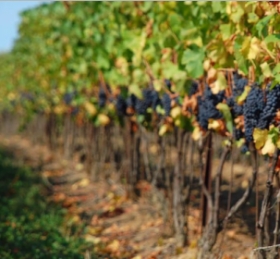 Vinařství Petr Novotný