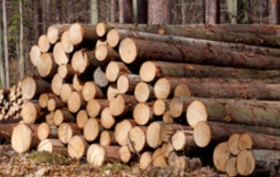 Komplexní dřevařské služby na míru