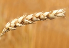 Špičková kvalita obilovin a brambor