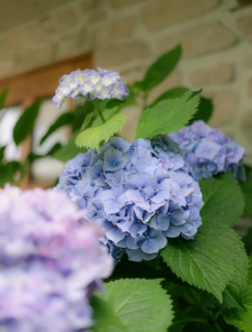 Profesionální péče o veřejnou zeleň