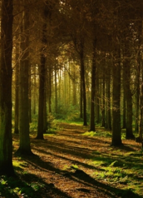 Profesionální správa lesů s ohledem na budoucnost