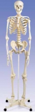 Anatomické pomůcky - kostry