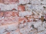A photo of a fox