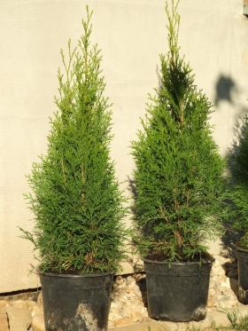 Thuja Smaragd 40 - 60 cm