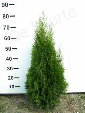 Thuja Smaragd 60 - 80 cm