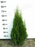 Thuja Smaragd 60 - 80 cm