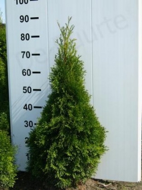 Thuja Smaragd 80 - 100 cm