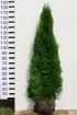 Thuja Smaragd 175 - 200 cm