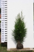 Thuja Martin 125 - 150 cm