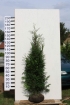 Thuja Martin 150 - 175 cm