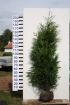 Thuja Martin 175 - 200 cm