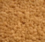 A photo of a fox