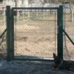 A photo of a fox