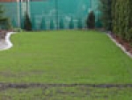 A photo of a fox