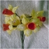 Květy Narciska