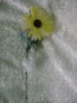 Květy Slunečnice