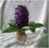 Květy Hyacint