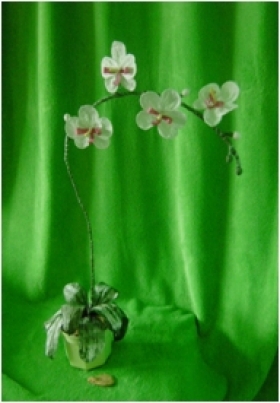 Květy Orchidea v květníku