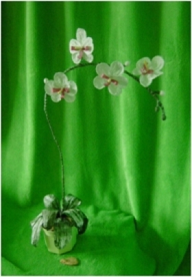 Květy Orchidea v květníku