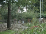 A photo of a fox