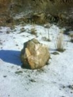 A photo of a fox