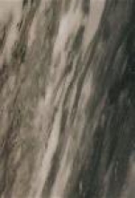 A photo of a fox