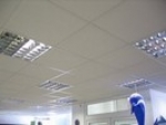 A photo of a fox