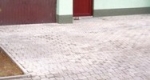 A photo of a fox