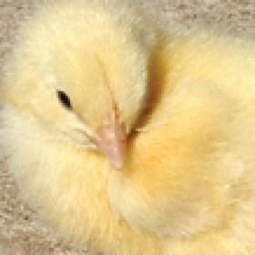 Chov drůbeže