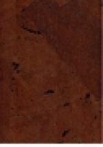 A photo of a fox